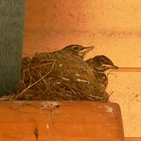 junge American Robins im Nest