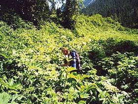 Bushwacking