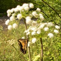 Tiger_Swallowtail