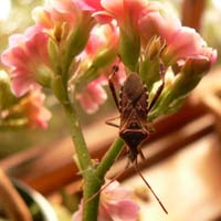 Stink_Bug