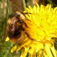 Bumble_Bee
