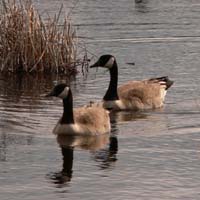 Canada_Geese