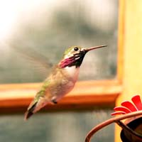 Hummingbird