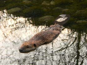 Beaver